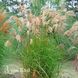 Мискантус Грациелла (Miscanthus sinensis Graziella) 20072 фото 1