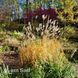 Мискантус Грациелла (Miscanthus sinensis Graziella) 20072 фото 2