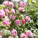 Троянда англійська Констанц (Rosa Constance) 50030 фото 2