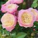 Троянда англійська Констанц (Rosa Constance) 50030 фото 1