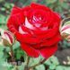 Троянда чайно-гібридна Альянс (Rosa Alliance) 50040 фото 1