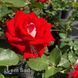 Троянда чайно-гібридна Альянс (Rosa Alliance) 50040 фото 3