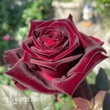 Троянда чайно-гібридна Блек Баккара (Rosa Black Baccara) 50041 фото
