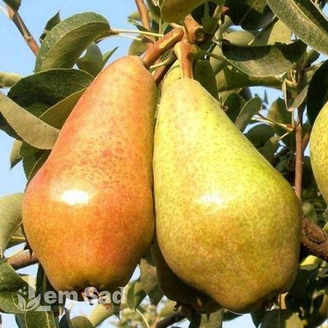 Груша Киргизка 10060 фото