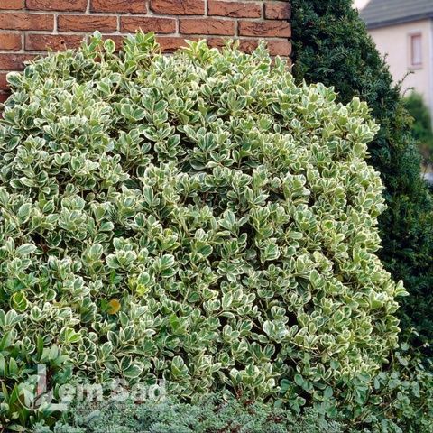 Бересклет Форчуна Емеральд Гаєті (Euonymus fortunei Emerald Gaiety) 20183 фото