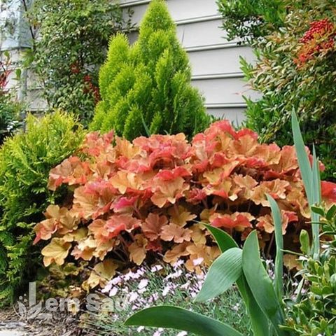Гейхера Карамель (Heuchera Caramel) 20274 фото