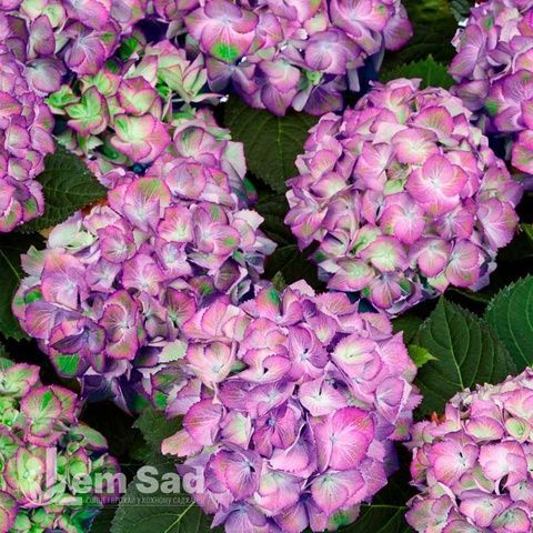 Гортензия крупнолистная Свит Липс (Hydrangea macrophylla Sweet Lips) 20373 фото