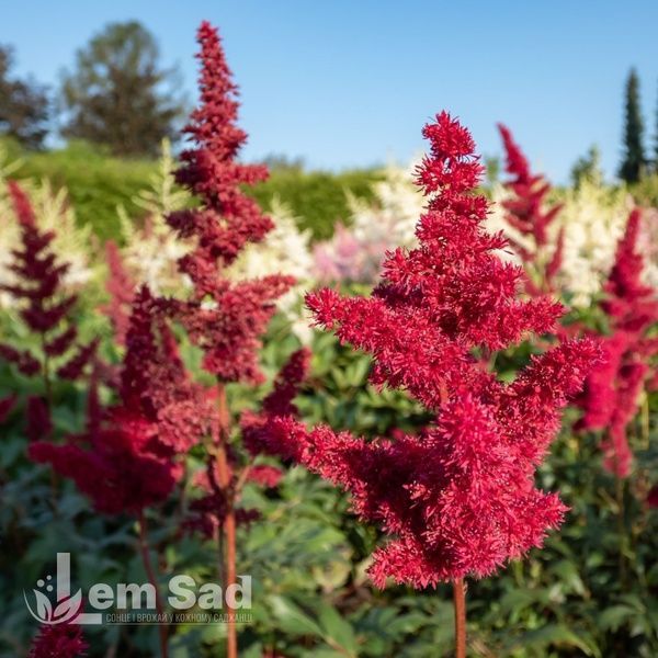 Астильба Арендса Глют (Astilbe &times; arendsii Glut) 20123 фото