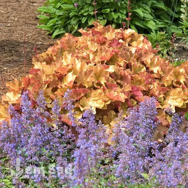 Гейхера Карамель (Heuchera Caramel) 20274 фото