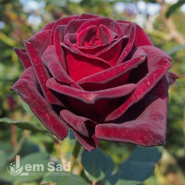 Троянда чайно-гібридна Блек Баккара (Rosa Black Baccara) 50041 фото