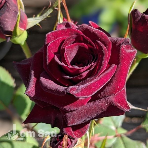 Троянда чайно-гібридна Блек Баккара (Rosa Black Baccara) 50041 фото