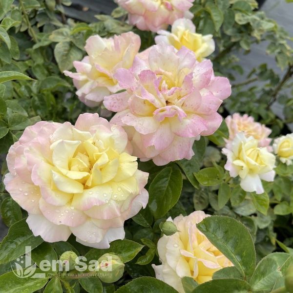 Троянда чайно-гібридна Глорія Дей (Rosa Gloria Dei) 50258 фото