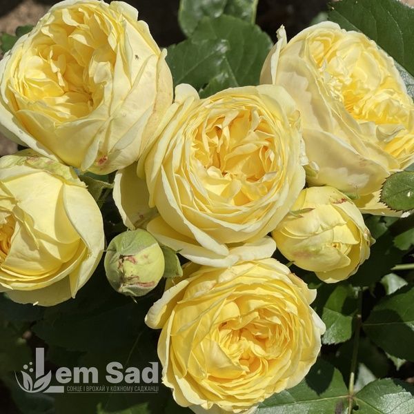 Троянда спрей Каталіна (Rosa Catalina) 50025 фото