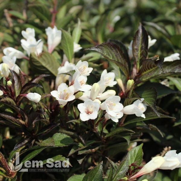 Вейгела квітуча Блек енд Вайт (Weigela florida Black and White) 20233 фото
