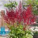 Астильба Арендса Глют (Astilbe &times; arendsii Glut) 20123 фото 1