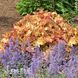 Гейхера Карамель (Heuchera Caramel) 20274 фото 2