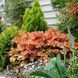 Гейхера Карамель (Heuchera Caramel) 20274 фото 1