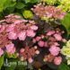 Гортензія великолиста Дердевіл (Hydrangea macrophylla Daredevil) 20339 фото 1