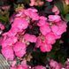 Гортензія великолиста Дердевіл (Hydrangea macrophylla Daredevil) 20339 фото 2