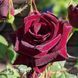 Троянда чайно-гібридна Блек Баккара (Rosa Black Baccara) 50041 фото 2
