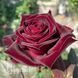 Троянда чайно-гібридна Блек Баккара (Rosa Black Baccara) 50041 фото 1