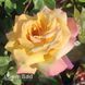 Троянда чайно-гібридна Глорія Дей (Rosa Gloria Dei) 50258 фото 3