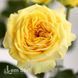 Троянда спрей Каталіна (Rosa Catalina) 50025 фото 1