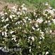 Вейгела квітуча Блек енд Вайт (Weigela florida Black and White) 20233 фото 1