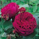 Роза английская Фальстаф (Rosa Falstaff) 50228 фото