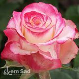 Троянда чайно-гібридна Світнес (Rosa Sweetness) 50042 фото