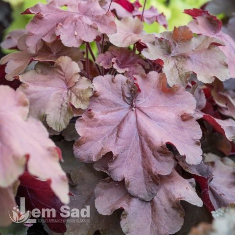 Гейхера Карменсита (Heuchera Carmencita) 20275 фото