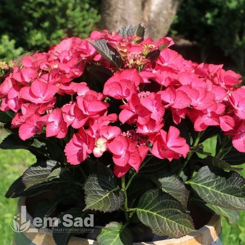 Гортензия крупнолистная Дарк Энджел (Hydrangea macrophylla Dark Angel) 20340 фото