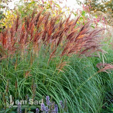 Мискантус Ред Чиф (Miscanthus sinensis Red Chief) 20074 фото