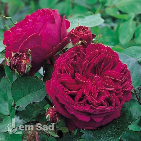 Роза английская Фальстаф (Rosa Falstaff) 50228 фото