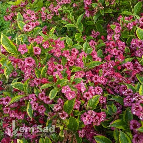 Вейгела цветущая Бригела (Weigela florida Brigela) 20234 фото