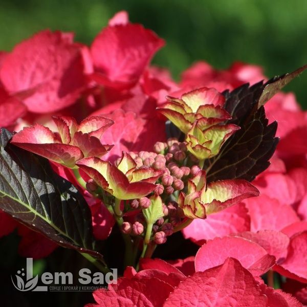 Гортензія великолиста Дарк Енджел (Hydrangea macrophylla Dark Angel) 20340 фото