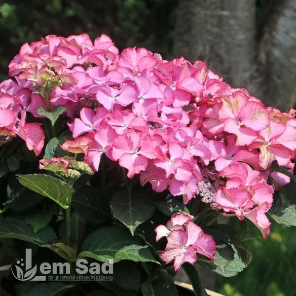 Гортензія великолиста Тіффані Пінк (Hydrangea macrophylla Tiffany Pink) 20374 фото