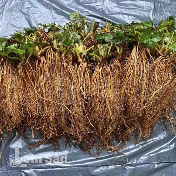 Полуниця Фенелла (Fragaria &times; ananassa Fenella) 30000 фото