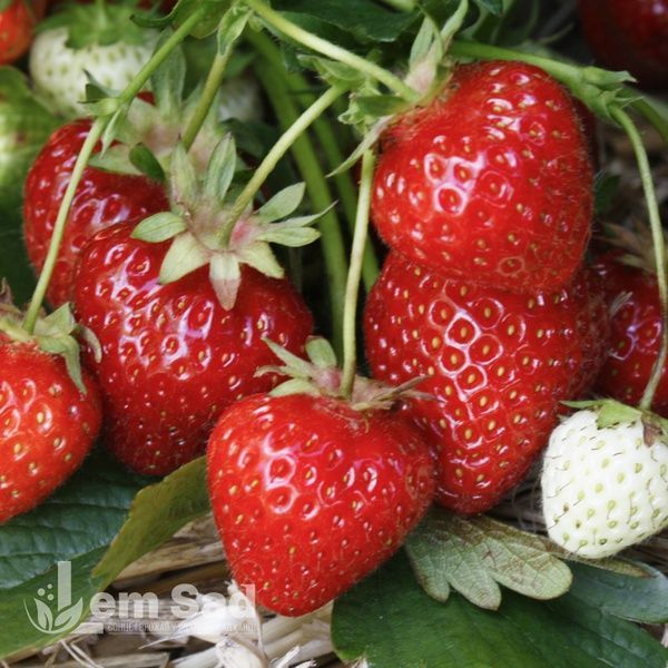 Полуниця Фенелла (Fragaria &times; ananassa Fenella) 30000 фото