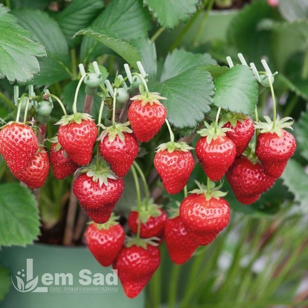 Полуниця Фенелла (Fragaria &times; ananassa Fenella) 30000 фото
