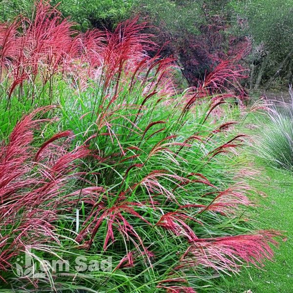 Мискантус Ред Чиф (Miscanthus sinensis Red Chief) 20074 фото