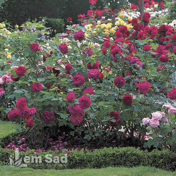 Троянда англійська Фальстаф (Rosa Falstaff) 50228 фото