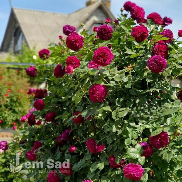 Троянда англійська Фальстаф (Rosa Falstaff) 50228 фото