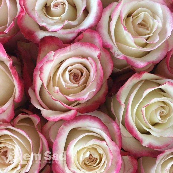 Роза чайно-гибридная Свитнес (Rosa Sweetness) 50042 фото