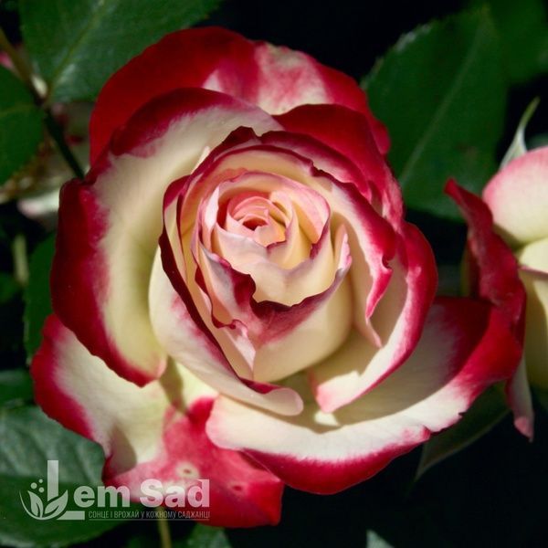 Роза чайно-гибридная Свитнес (Rosa Sweetness) 50042 фото