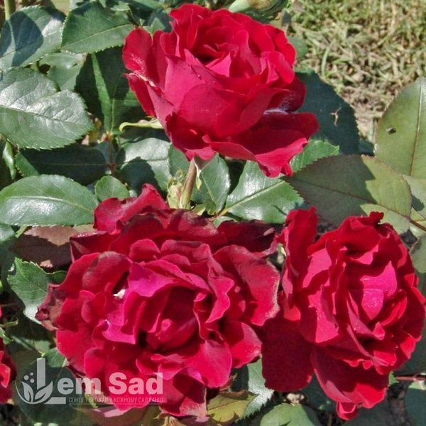 Троянда флорибунда Омаж а Барбара (Rosa Hommage a Barbara) 50033 фото