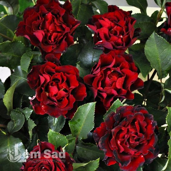 Троянда флорибунда Омаж а Барбара (Rosa Hommage a Barbara) 50033 фото
