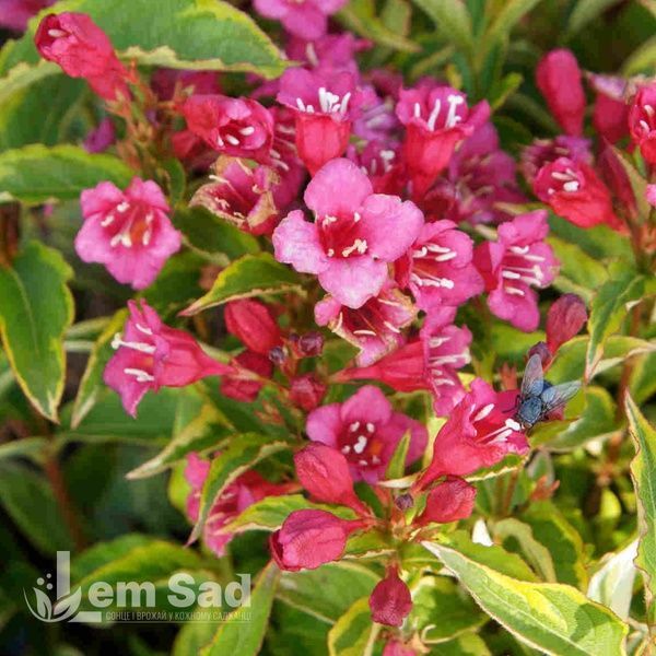 Вейгела квітуча Брігела (Weigela florida Brigela) 20234 фото