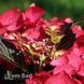 Гортензія великолиста Дарк Енджел (Hydrangea macrophylla Dark Angel) 20340 фото 2