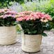 Гортензія великолиста Тіффані Пінк (Hydrangea macrophylla Tiffany Pink) 20374 фото 1